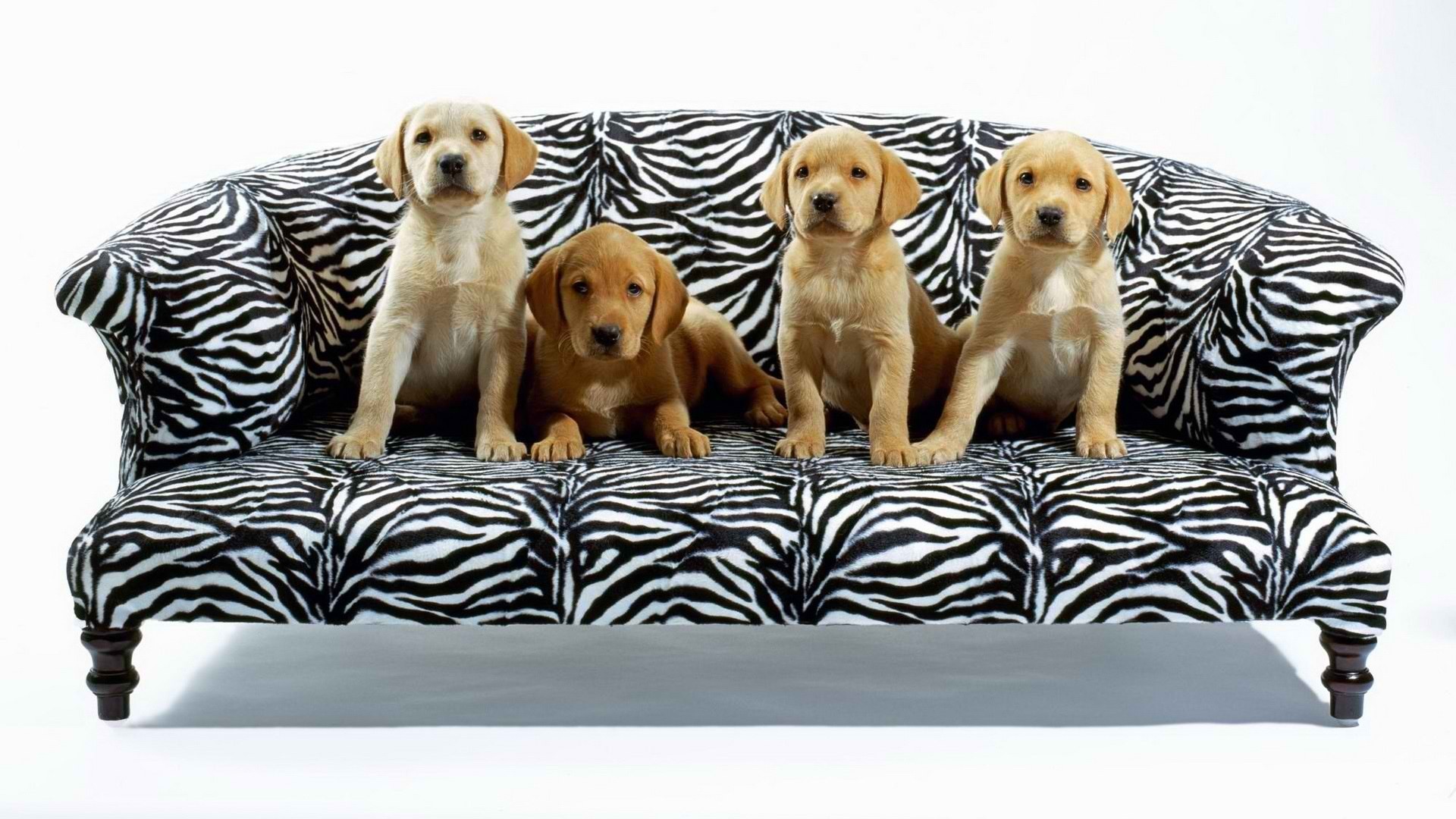 puppy, Cute, Puppies Wallpaper