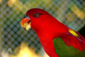 brazilian, Wild, Birds, Brazil, Red