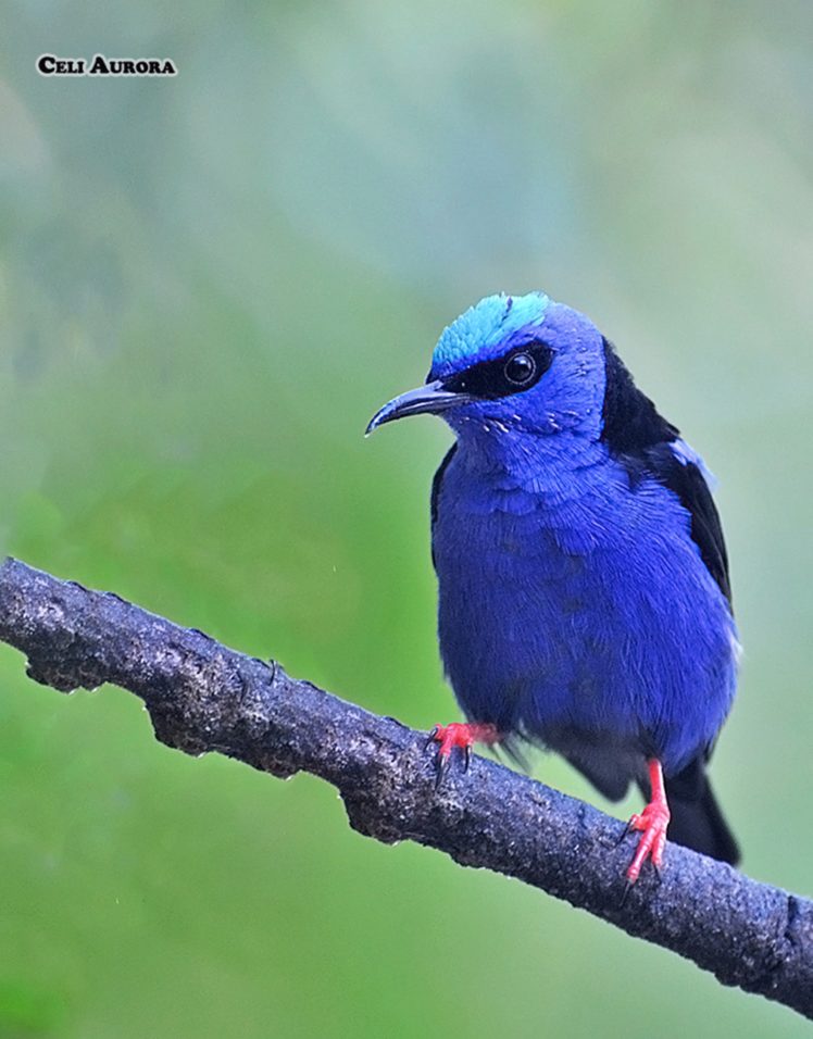 brazilian, Wild, Birds, Brazil, Blue HD Wallpaper Desktop Background