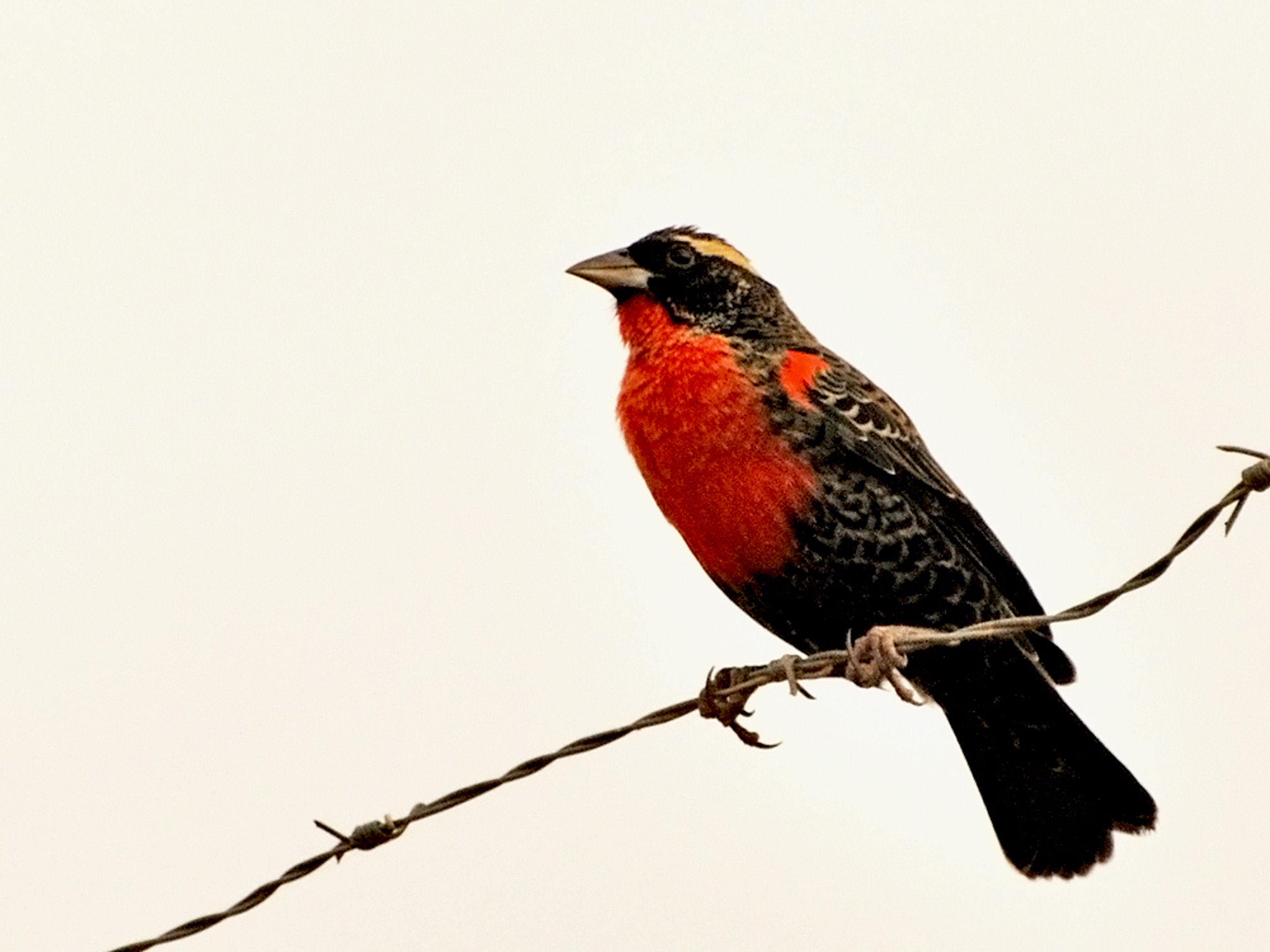 brazilian, Wild, Birds, Brazil, Red Wallpaper