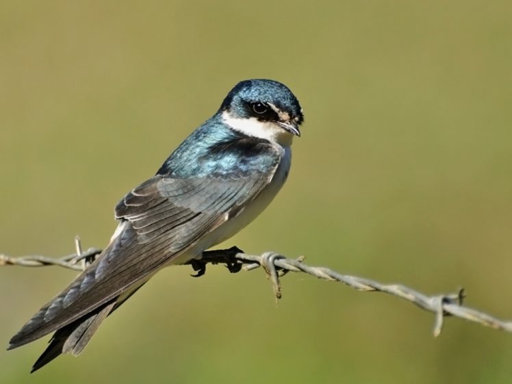 brazilian, Wild, Birds, Brazil, Blue HD Wallpaper Desktop Background