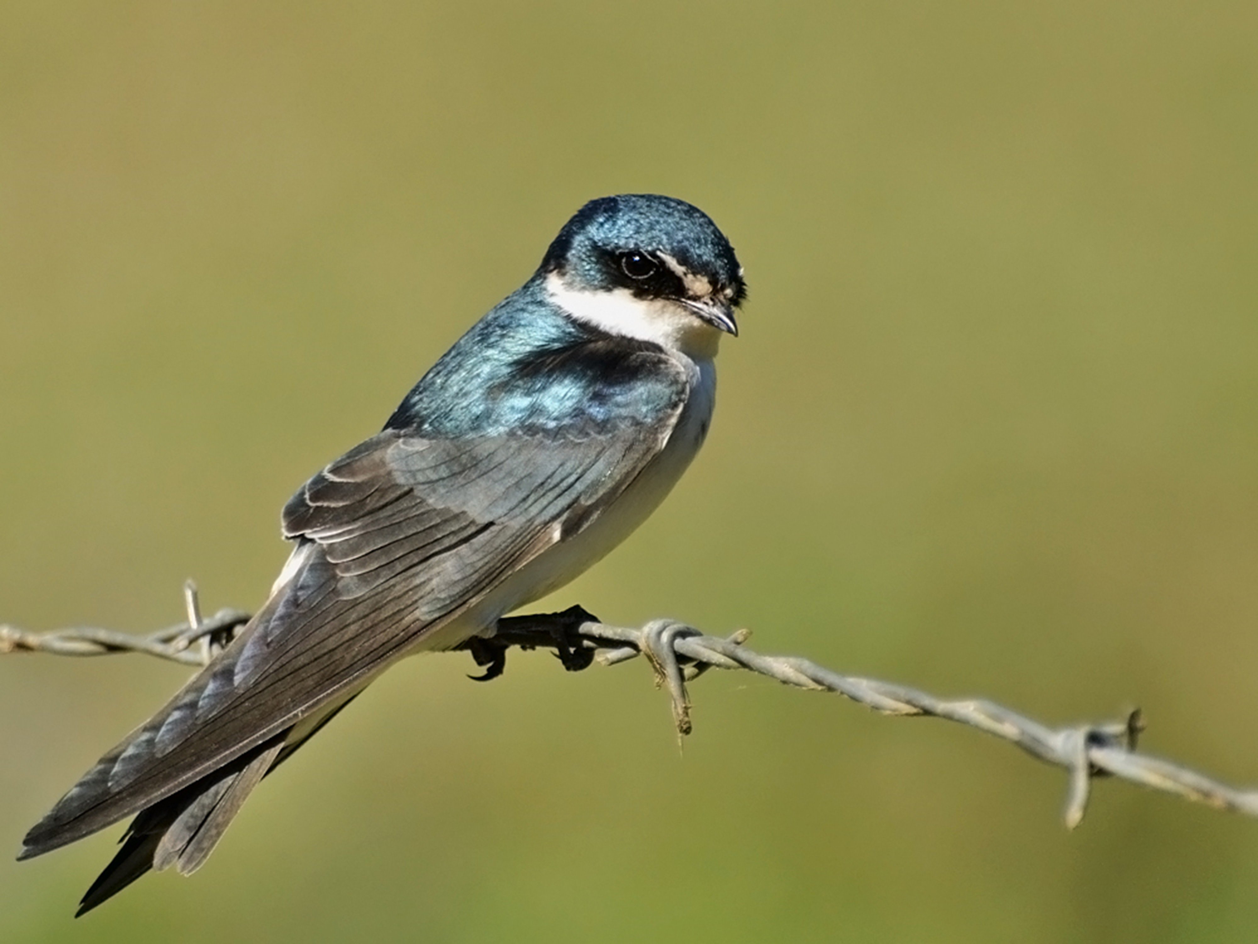 brazilian, Wild, Birds, Brazil, Blue Wallpaper