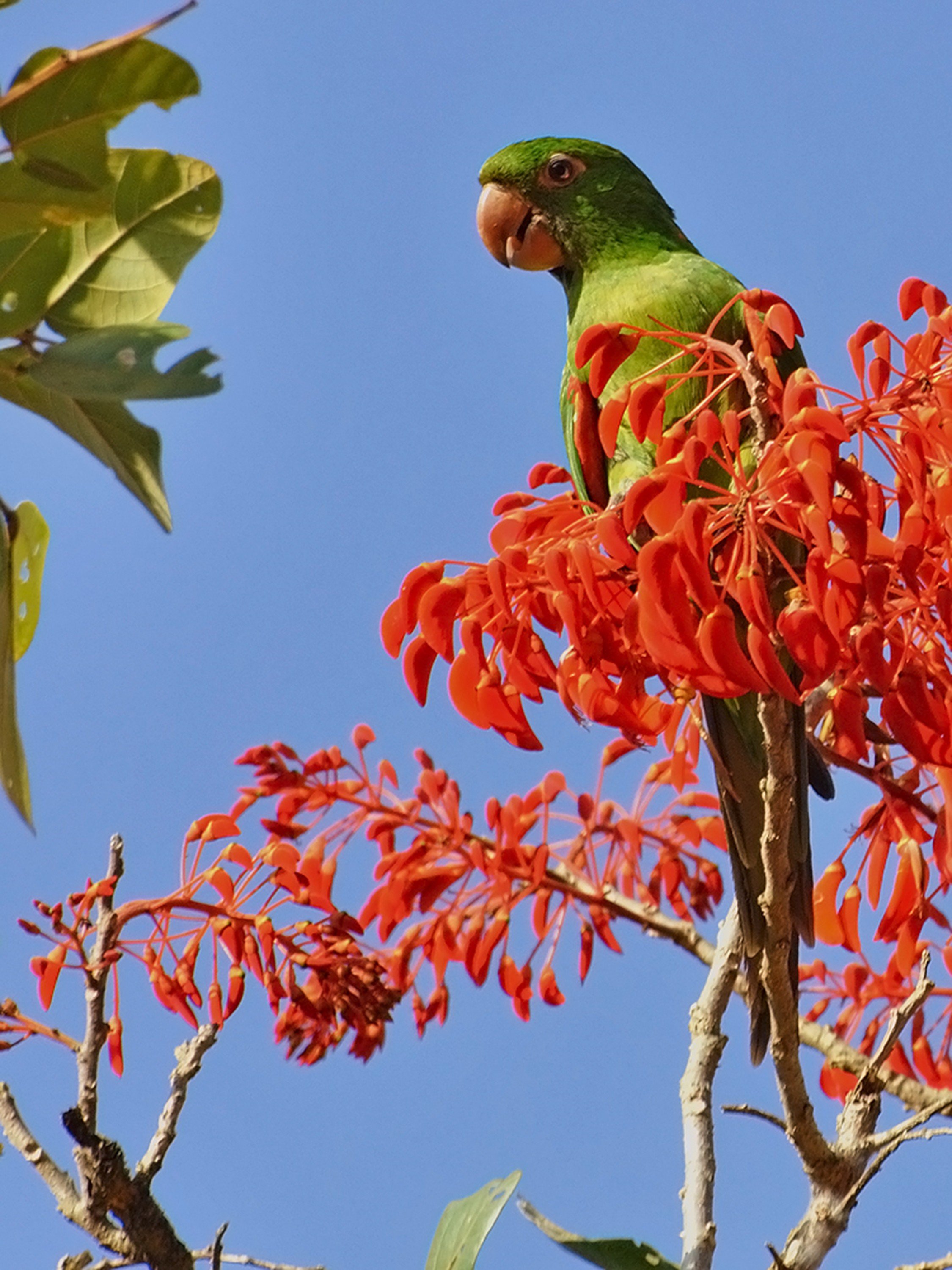 brazilian, Wild, Birds, Brazil Wallpaper