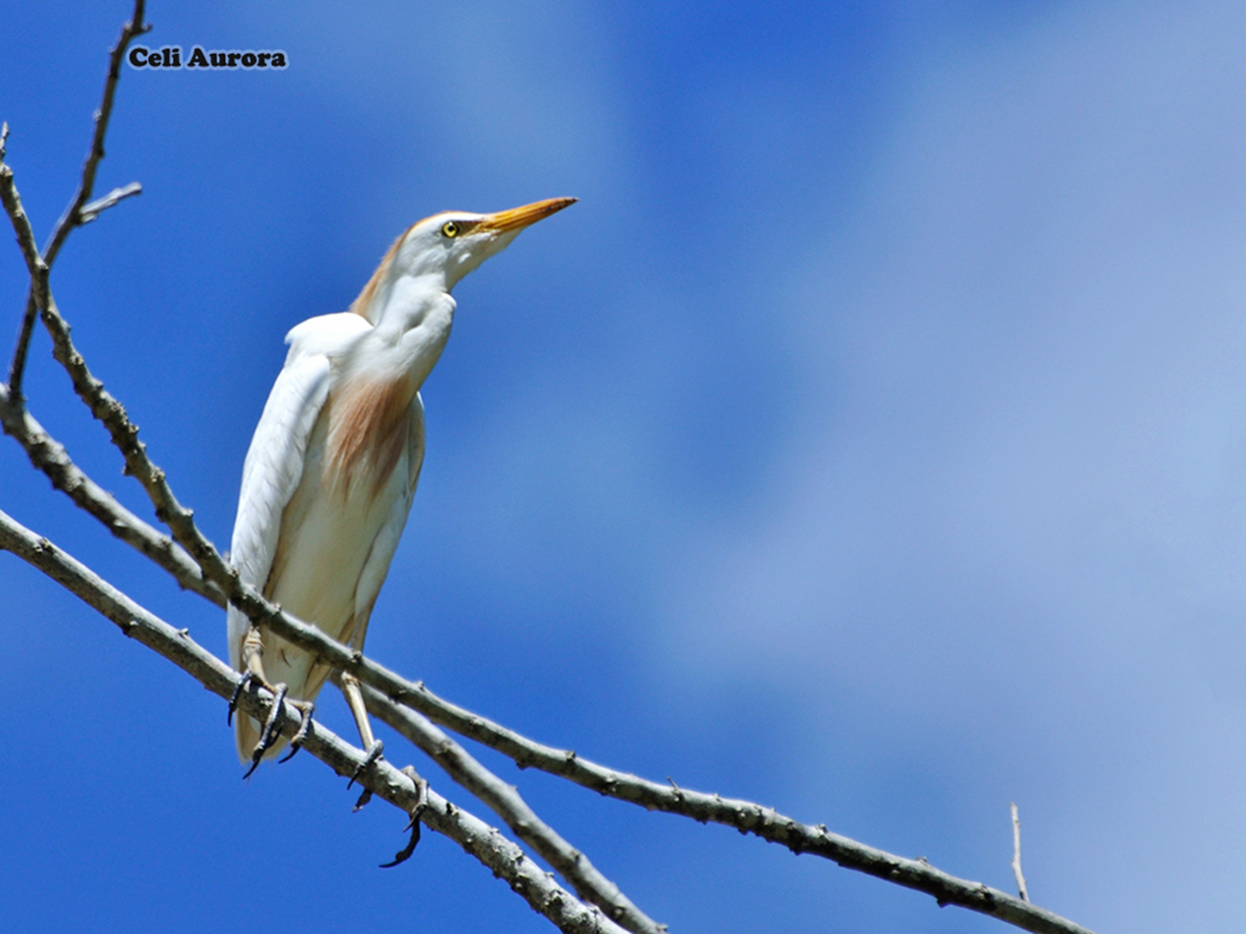 brazilian, Wild, Birds, Brazil Wallpaper