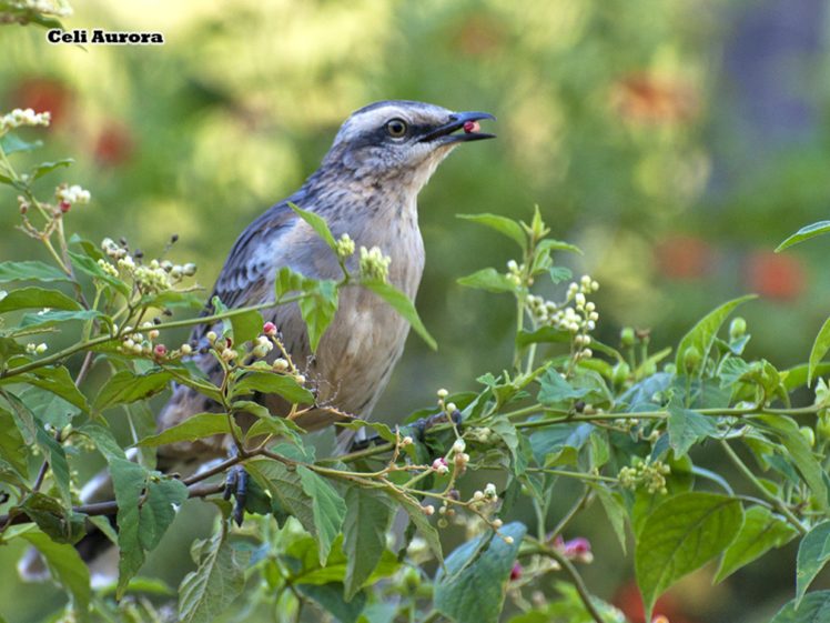 brazilian, Wild, Birds, Brazil HD Wallpaper Desktop Background