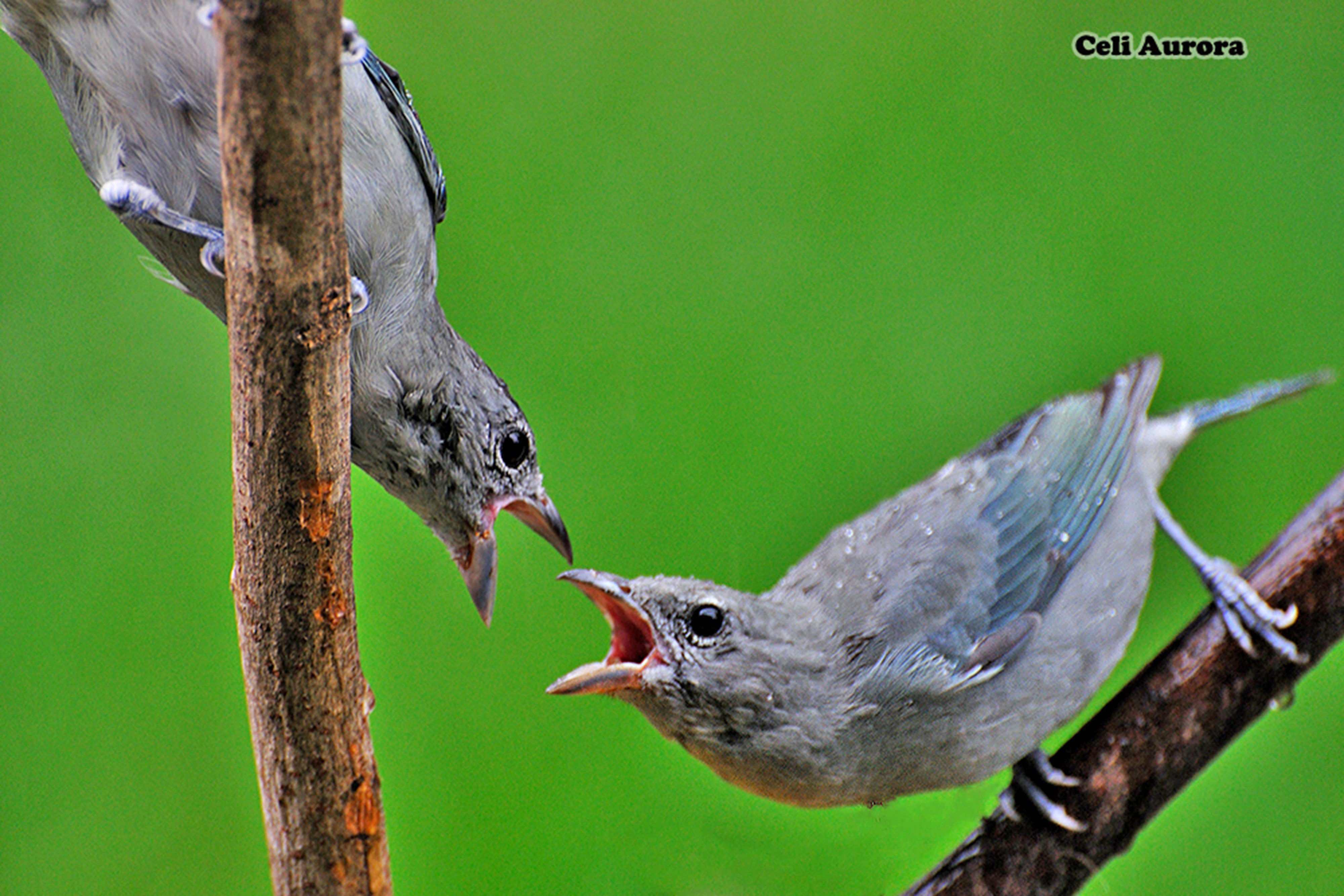 brazilian, Wild, Birds, Brazil Wallpaper