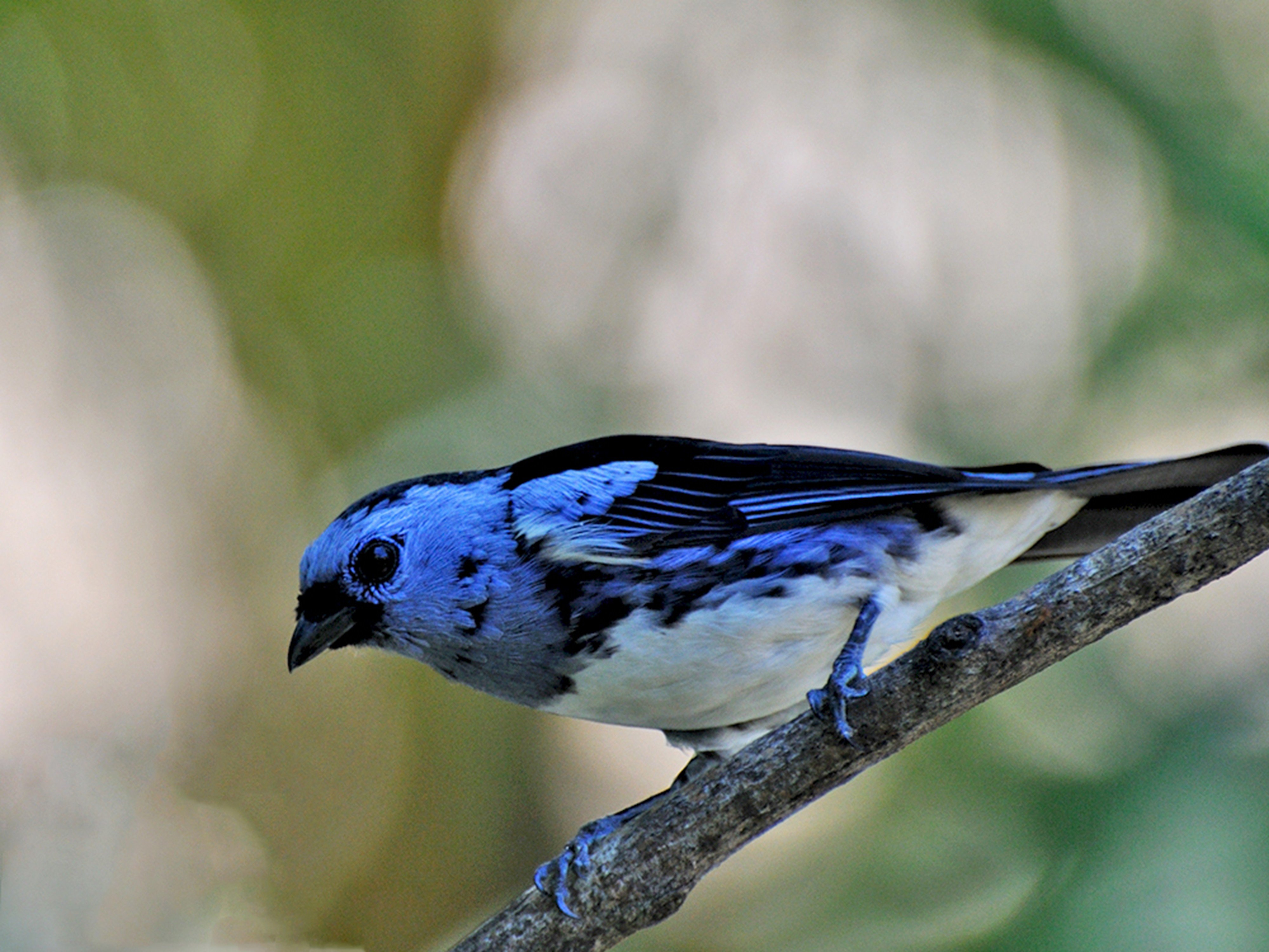 brazilian, Wild, Birds, Brazil Wallpaper