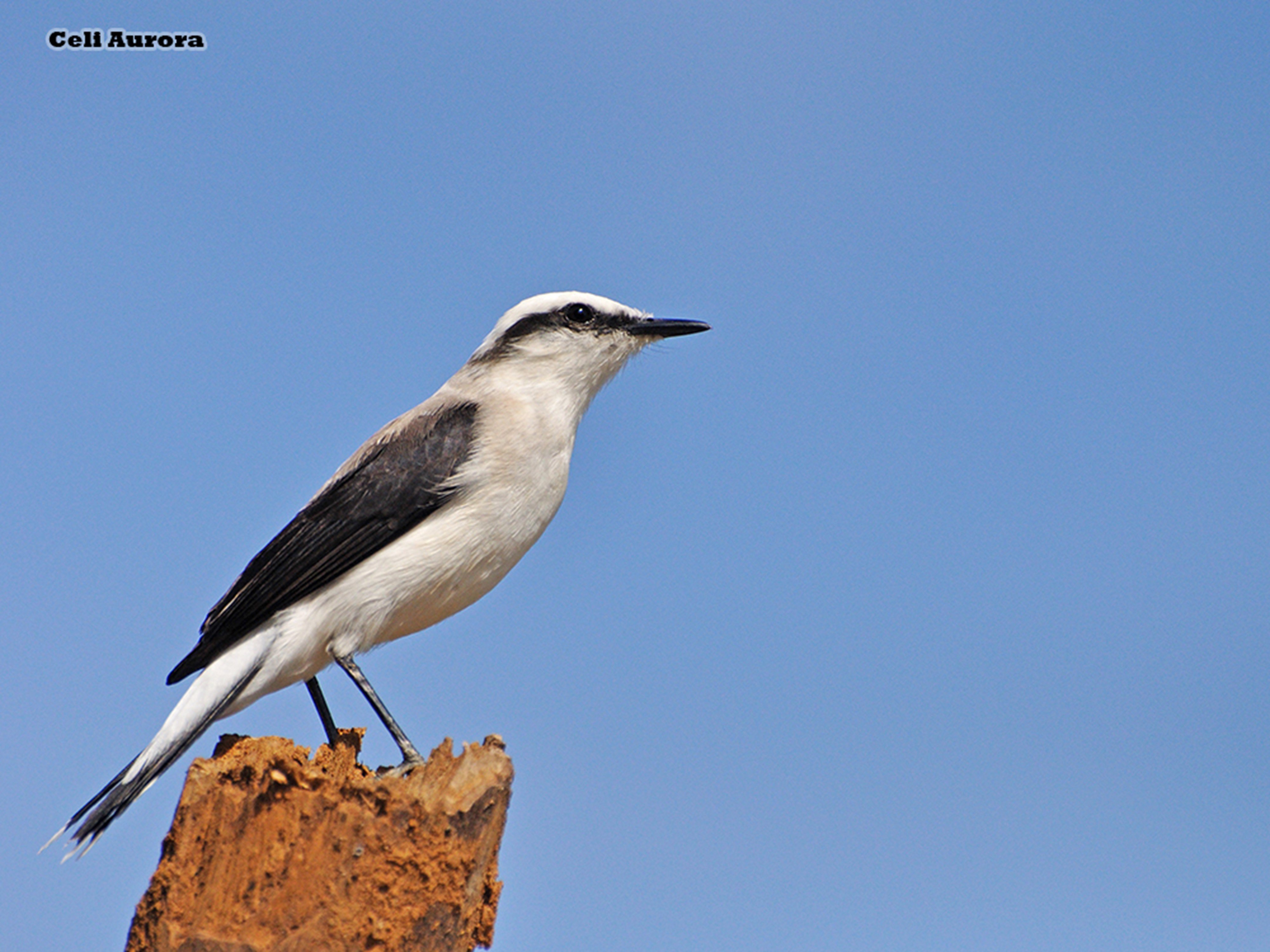 brazilian, Wild, Birds, Brazil Wallpaper