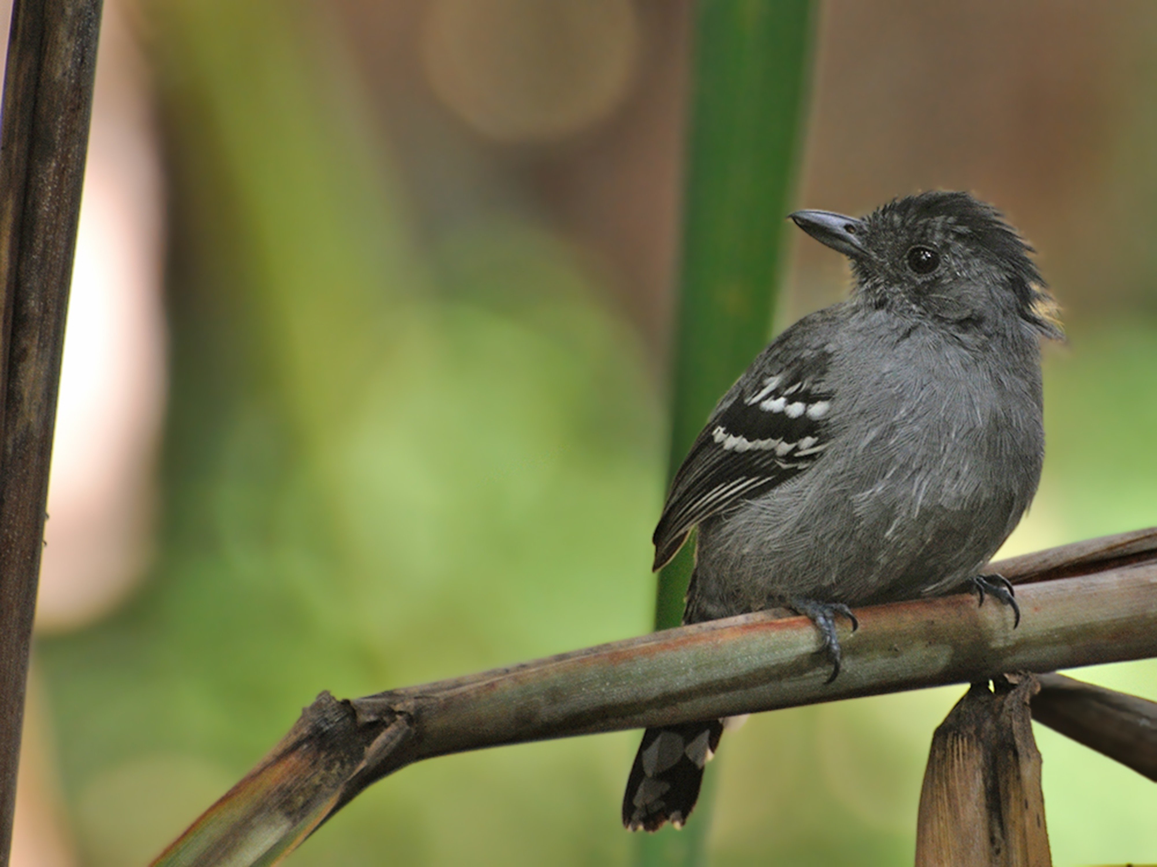 brazilian, Wild, Birds, Brazil Wallpaper