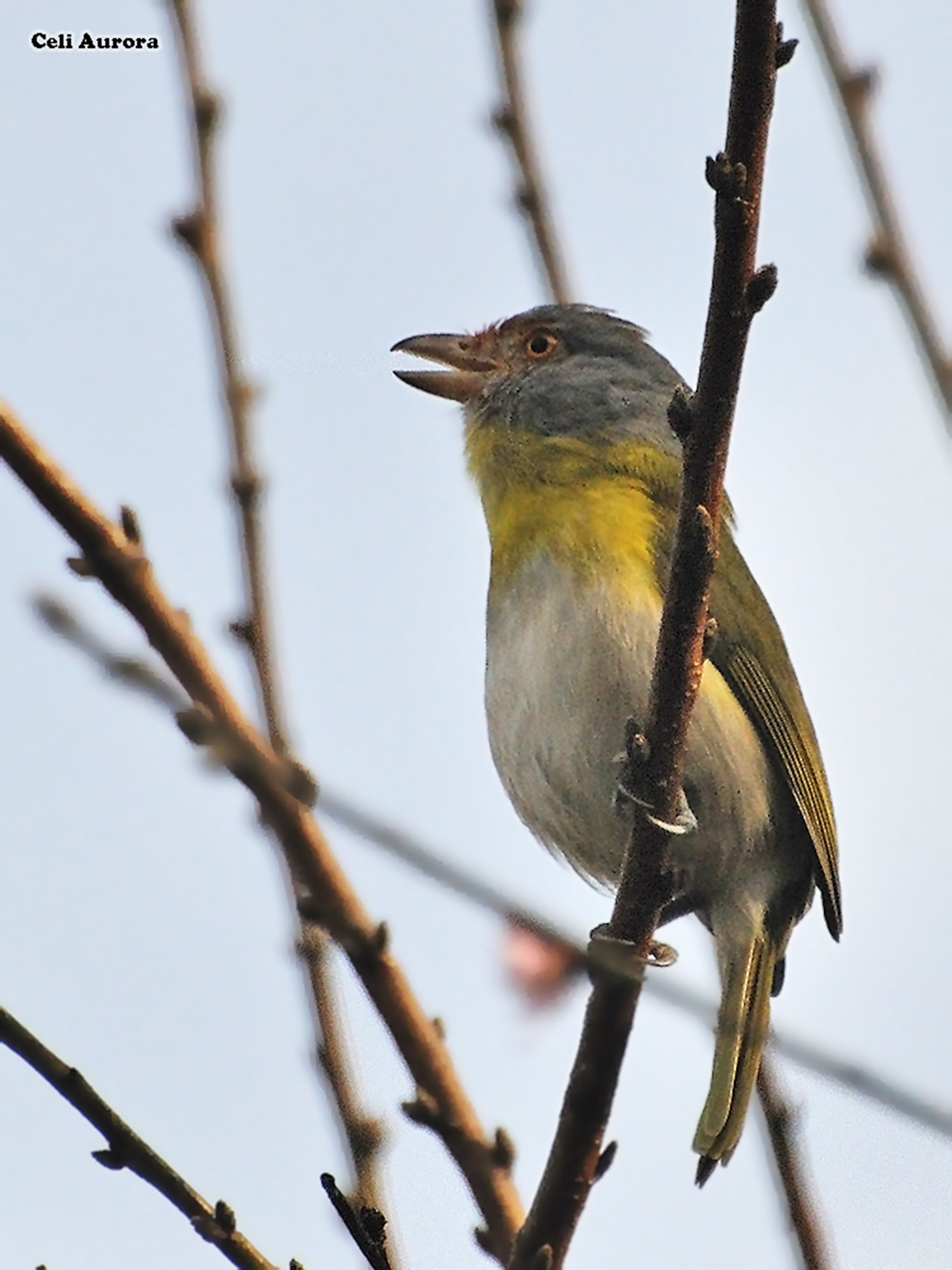 brazilian, Wild, Birds, Brazil Wallpaper