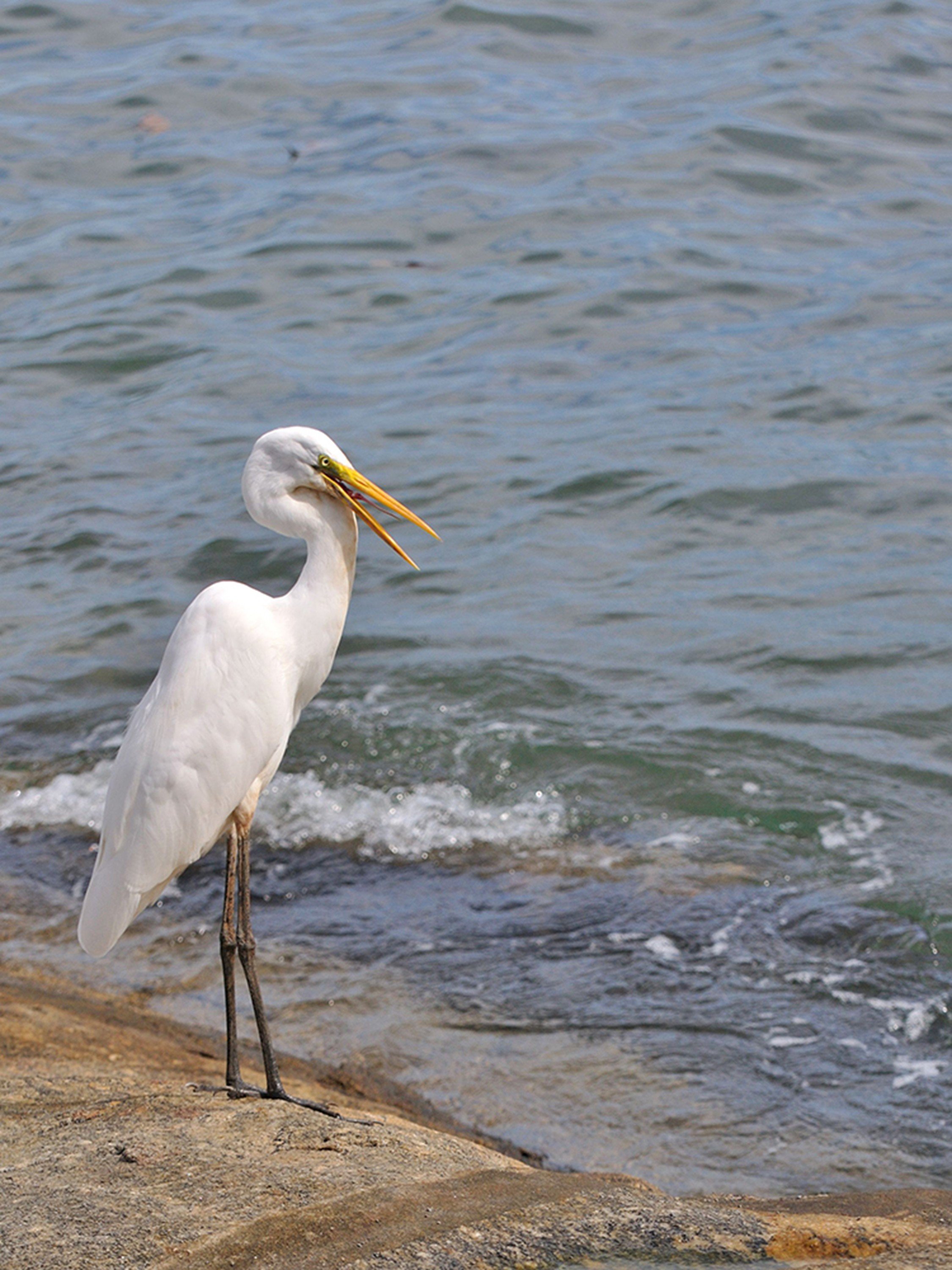 brazilian, Wild, Birds, Brazil Wallpaper