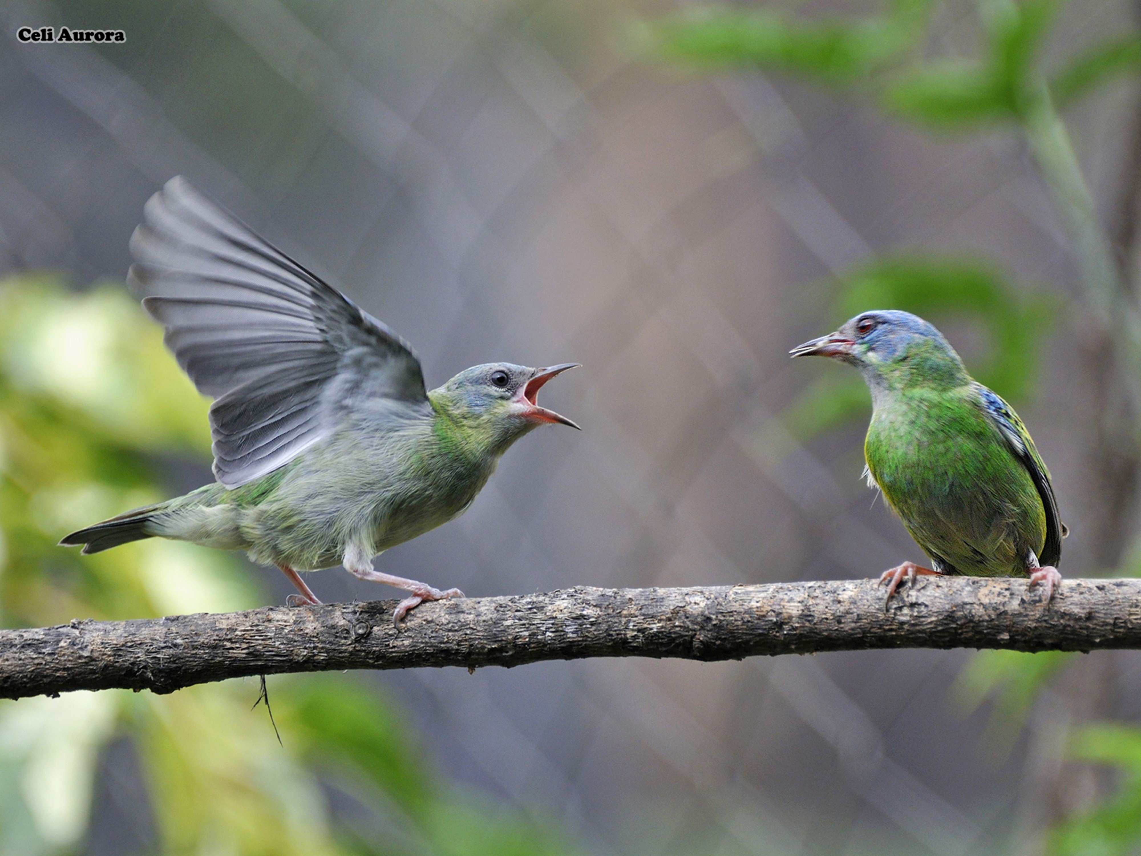 brazilian, Wild, Birds, Brazil Wallpapers HD / Desktop and Mobile ...