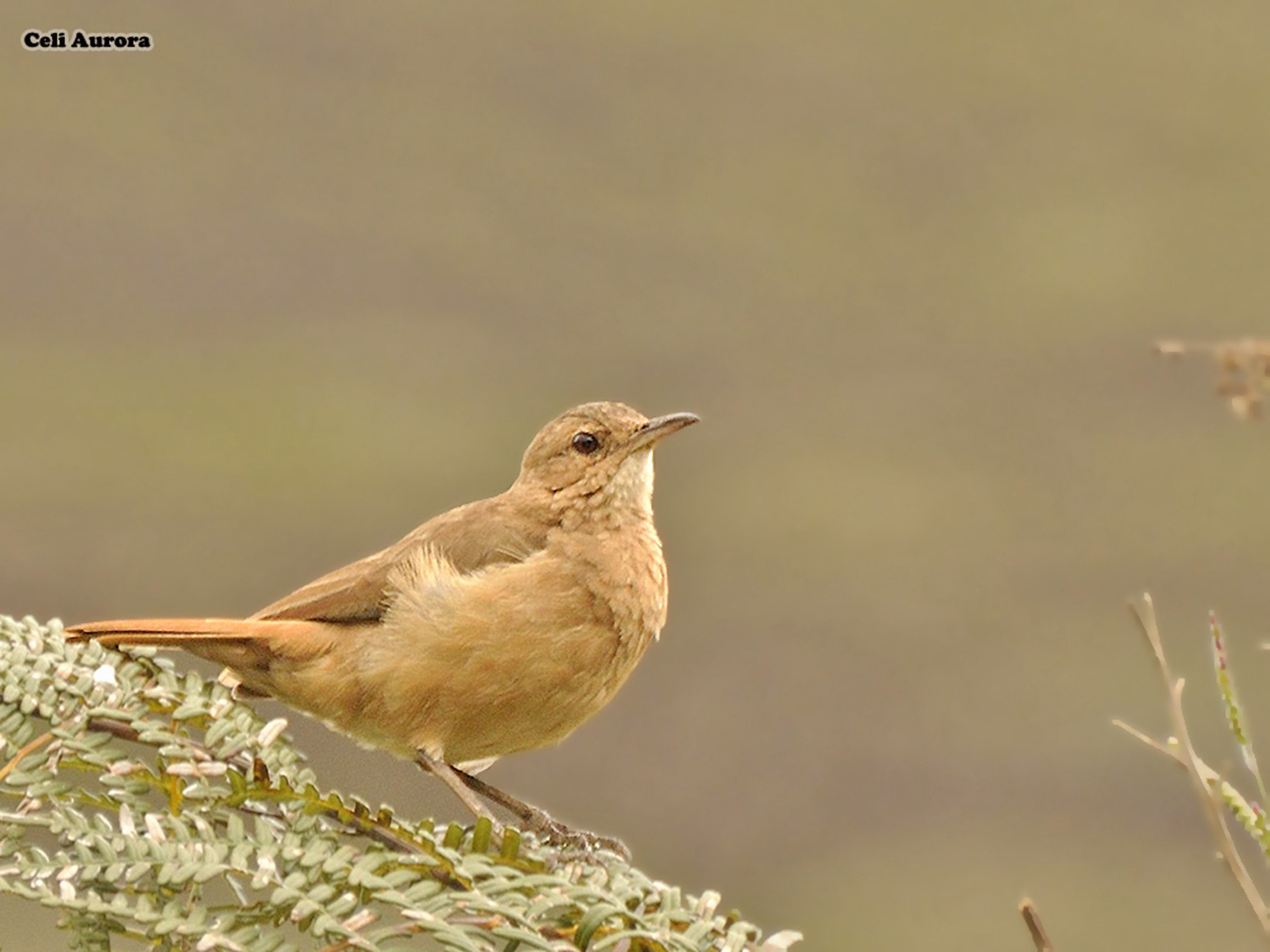 brazilian, Wild, Birds, Brazil Wallpaper