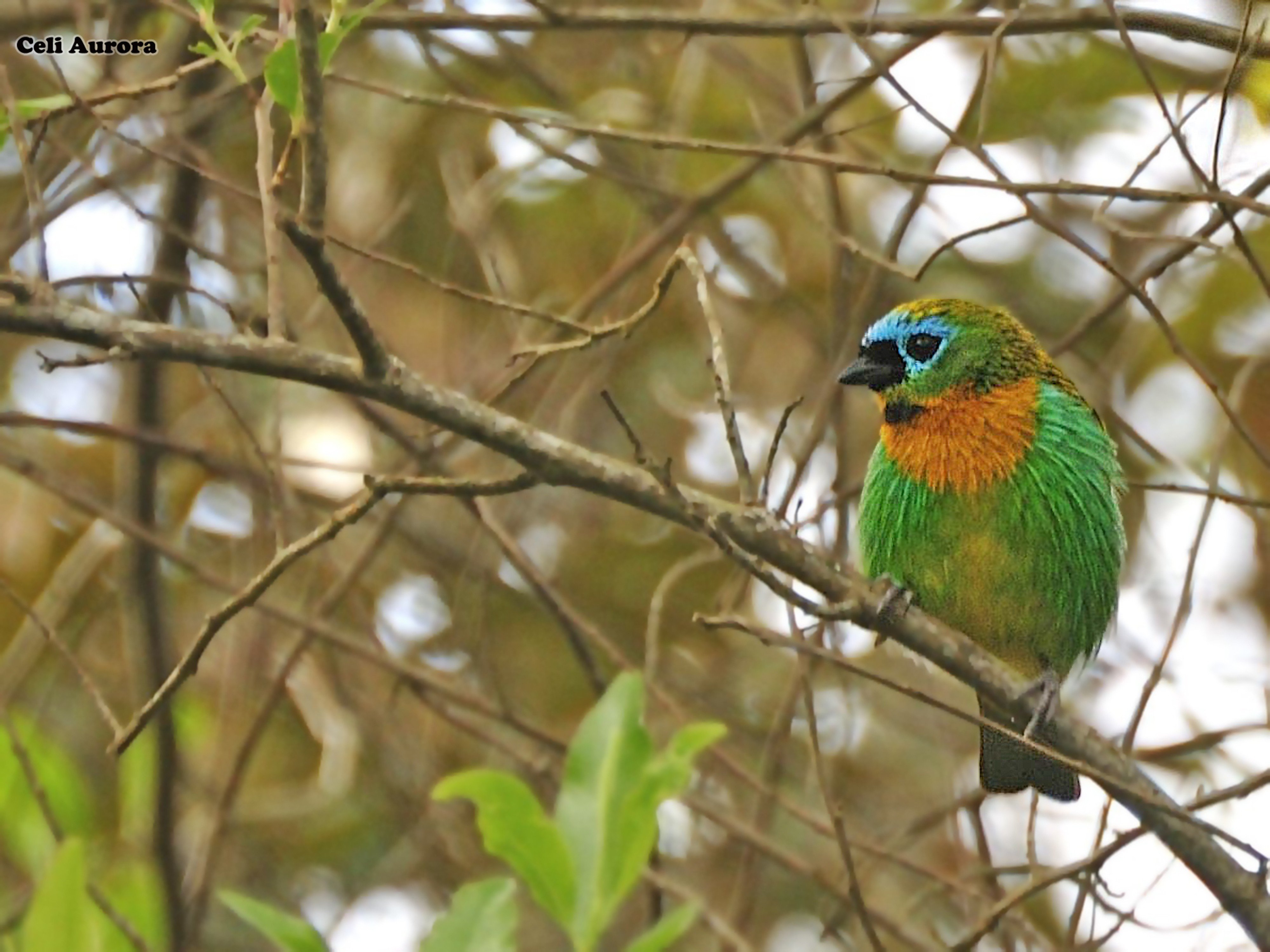 brazilian, Wild, Birds, Brazil Wallpaper