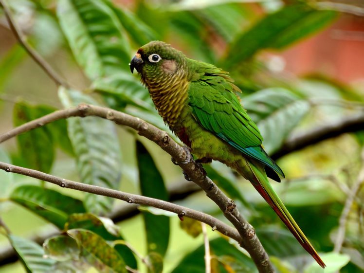 brazilian, Wild, Birds, Brazil HD Wallpaper Desktop Background