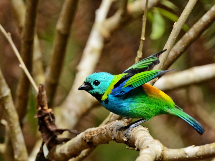 brazilian, Wild, Birds, Brazil HD Wallpaper Desktop Background