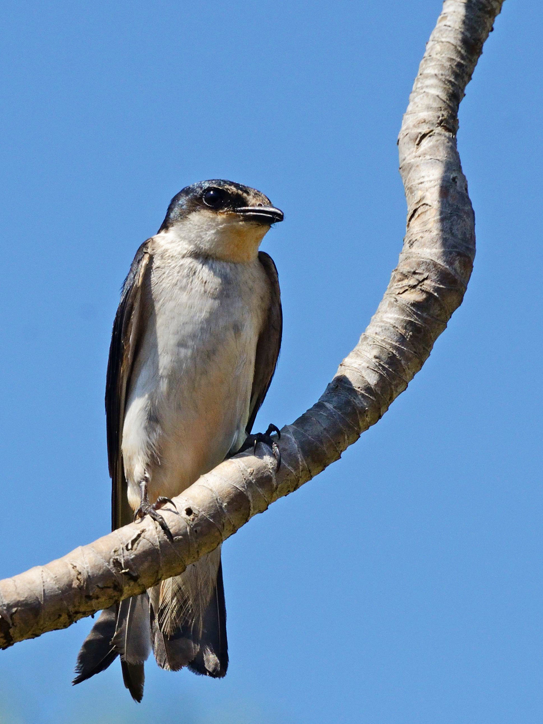 brazilian, Wild, Birds, Brazil Wallpaper