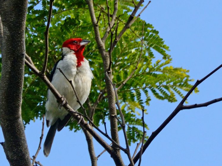 brazilian, Wild, Birds, Brazil HD Wallpaper Desktop Background