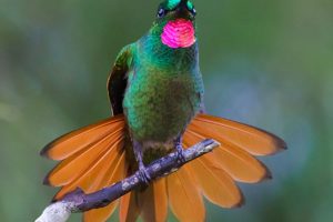 brazilian, Wild, Birds, Brazil