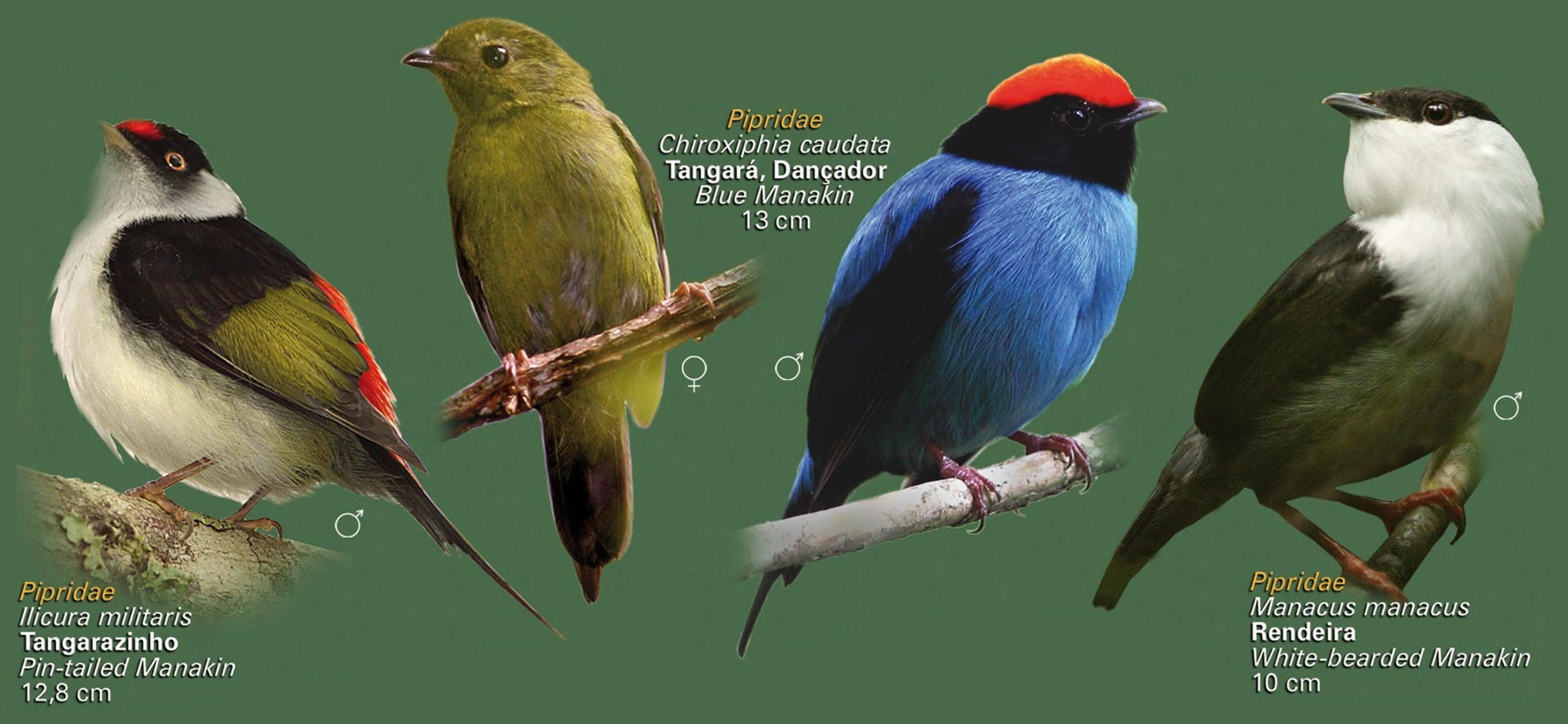 brazilian, Wild, Birds, Brazil Wallpaper