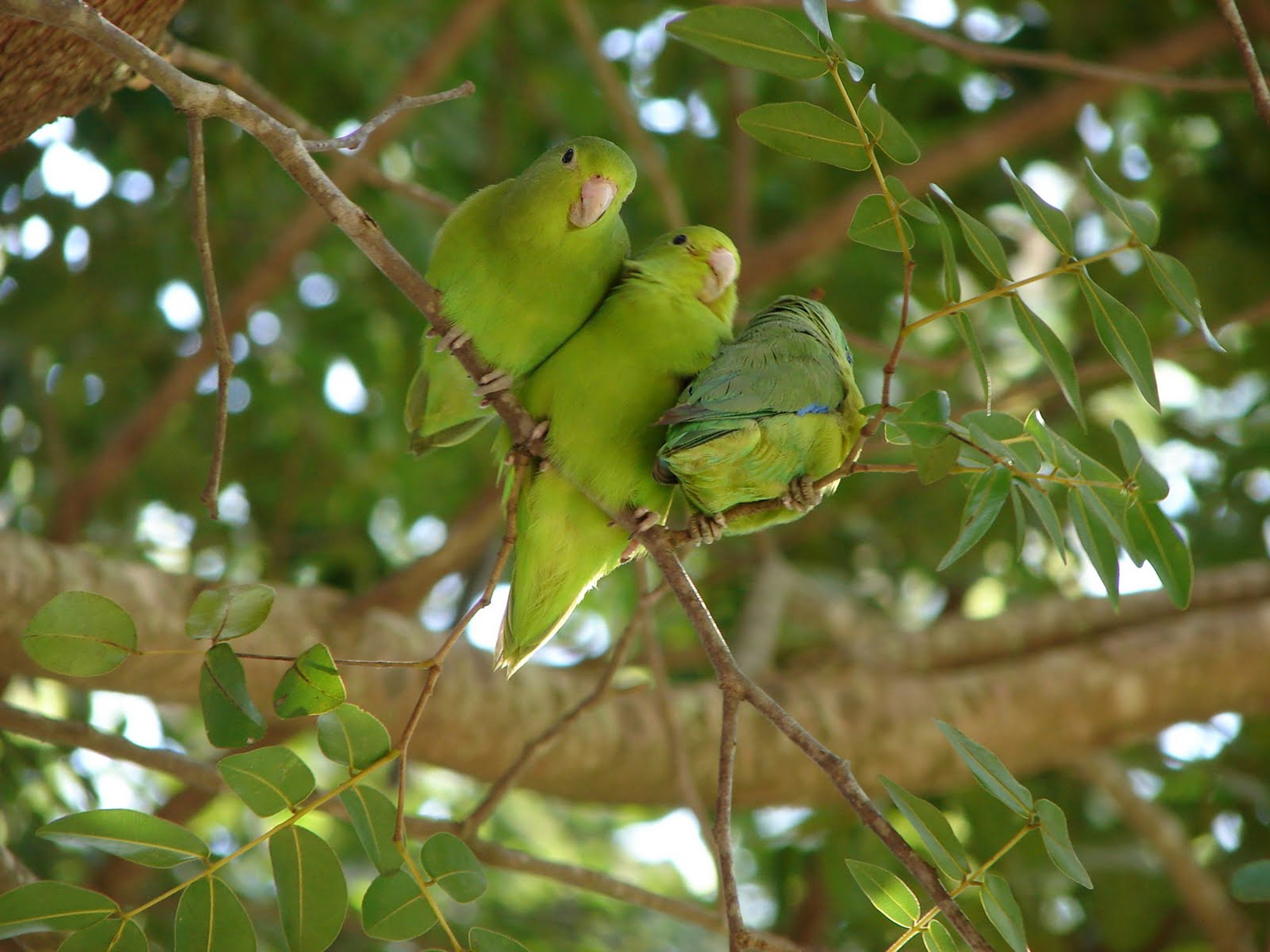 brazilian, Wild, Birds, Brazil Wallpaper