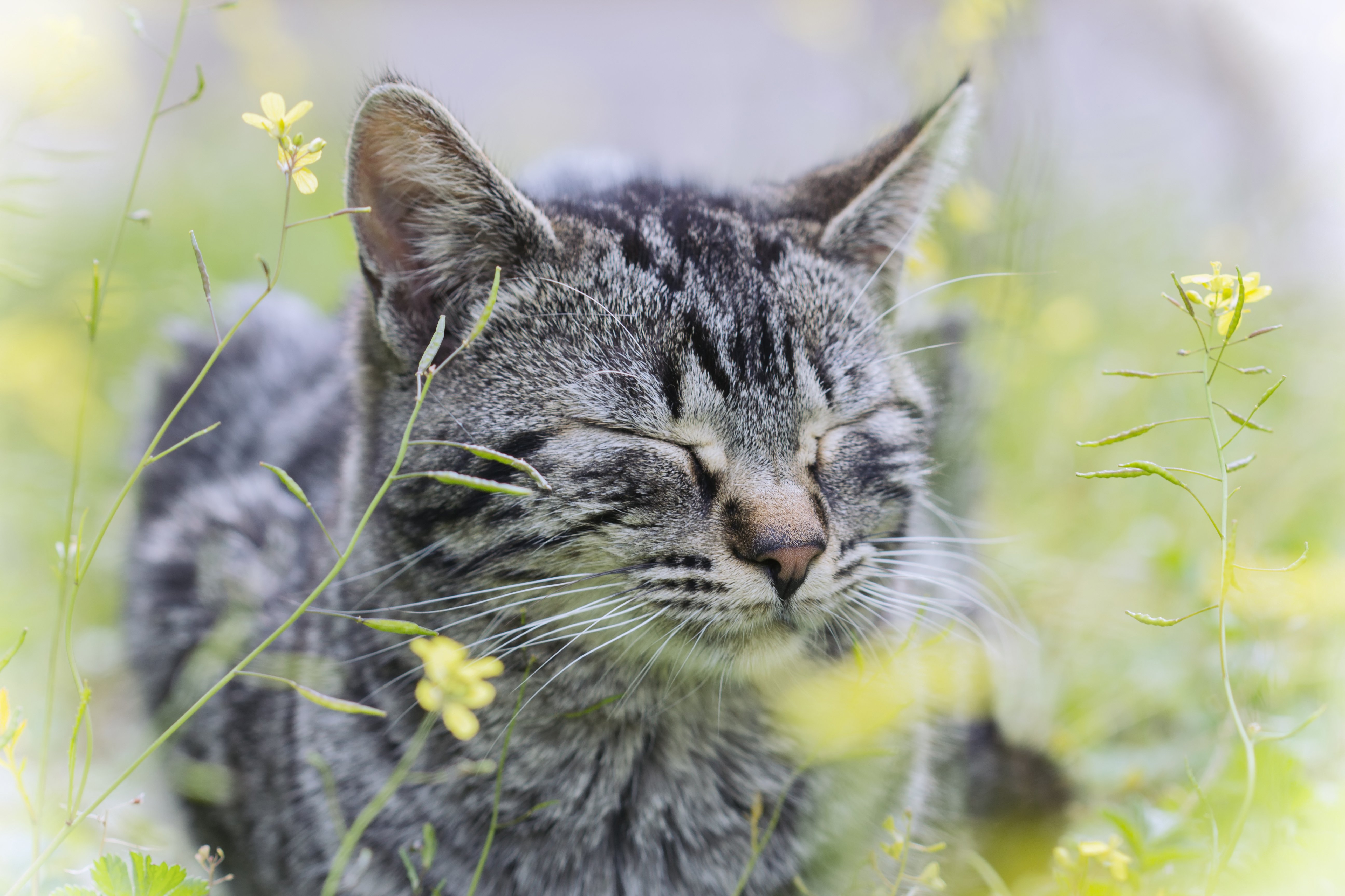cat, Grass, Gray, Cat, Flowers Wallpapers HD / Desktop and Mobile