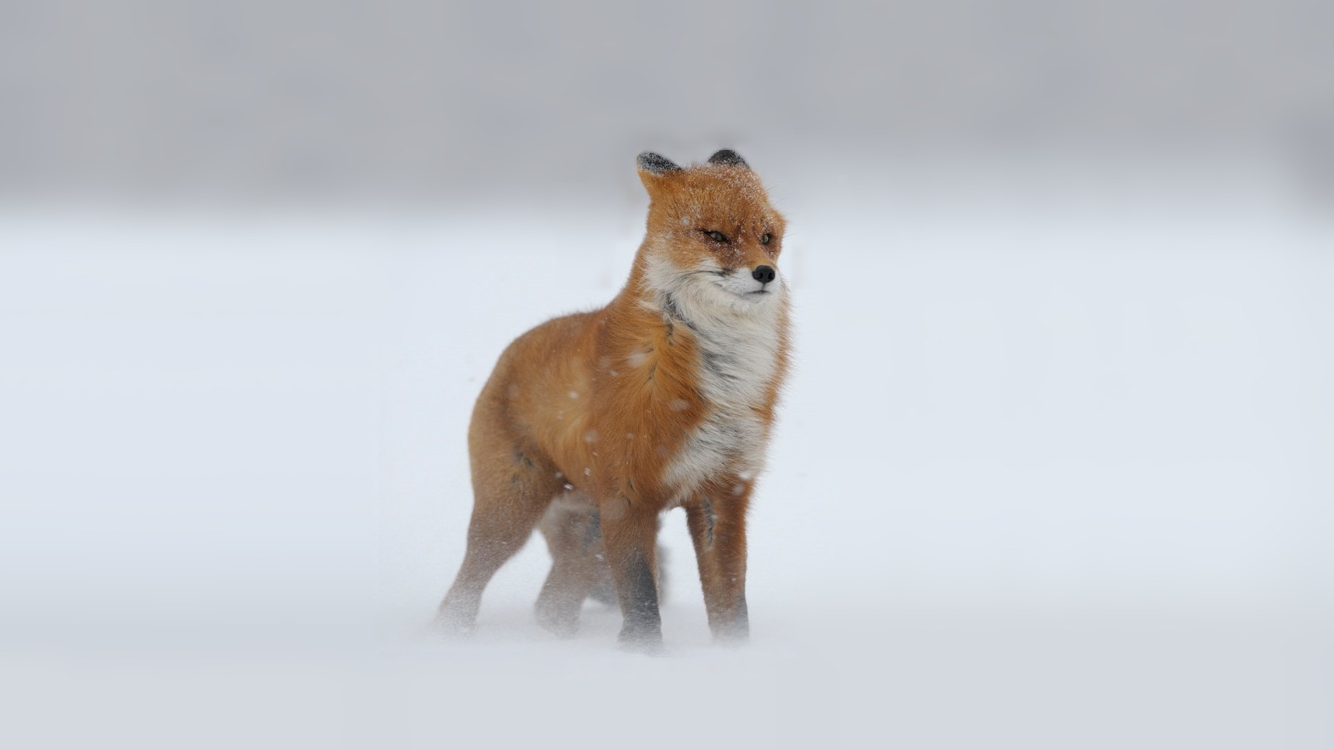 fox Wallpaper