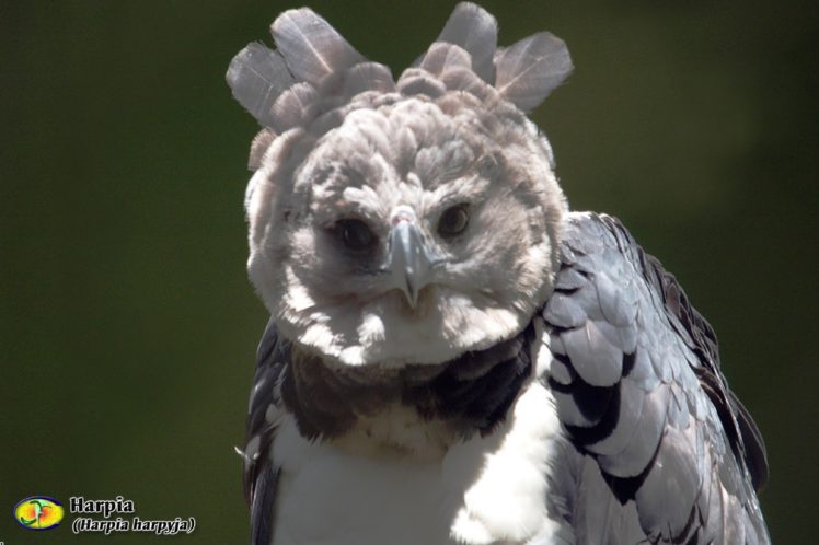 bird of prey, Brazilian, Birds, Brazil, Harpia HD Wallpaper Desktop Background