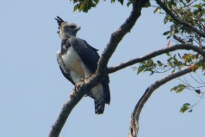 bird of prey, Brazilian, Birds, Brazil, Harpia