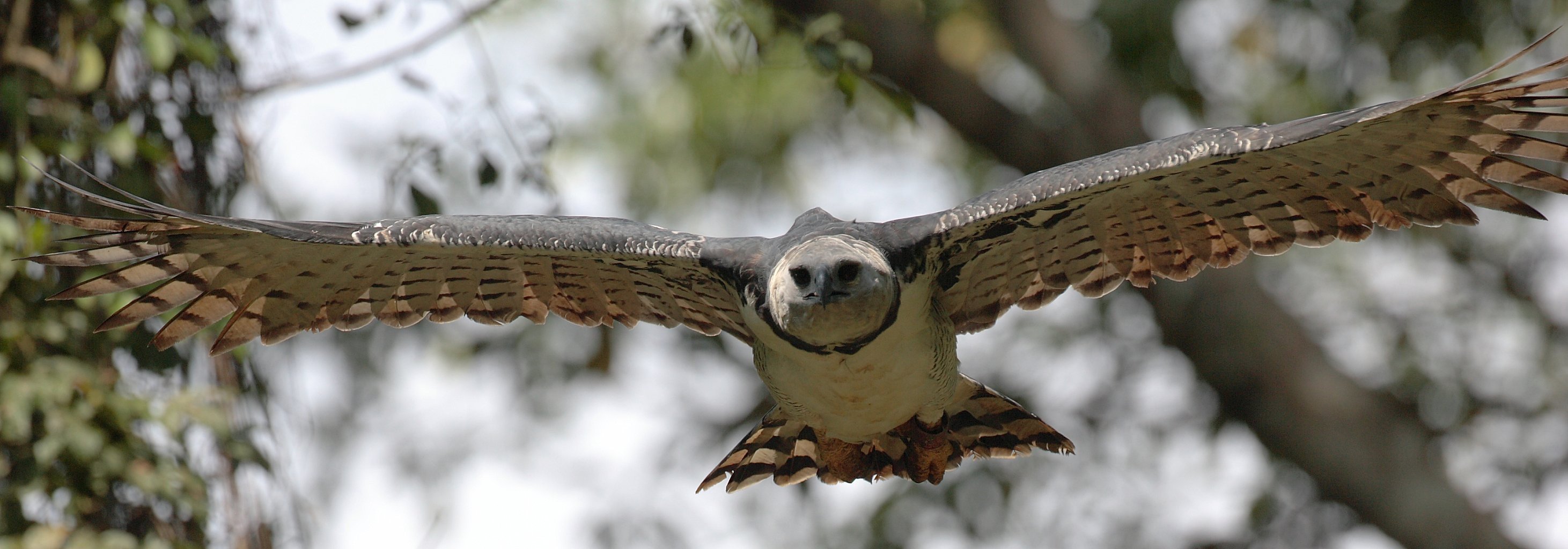 bird-of-prey-brazilian-birds-brazil-harpia-wallpapers-hd-desktop