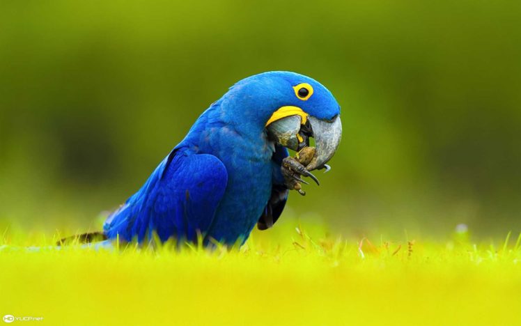 macaw, Parrot, Bird, Tropical,  3 HD Wallpaper Desktop Background