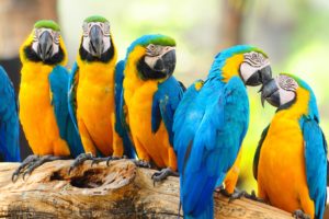 macaw, Parrot, Bird, Tropical,  10