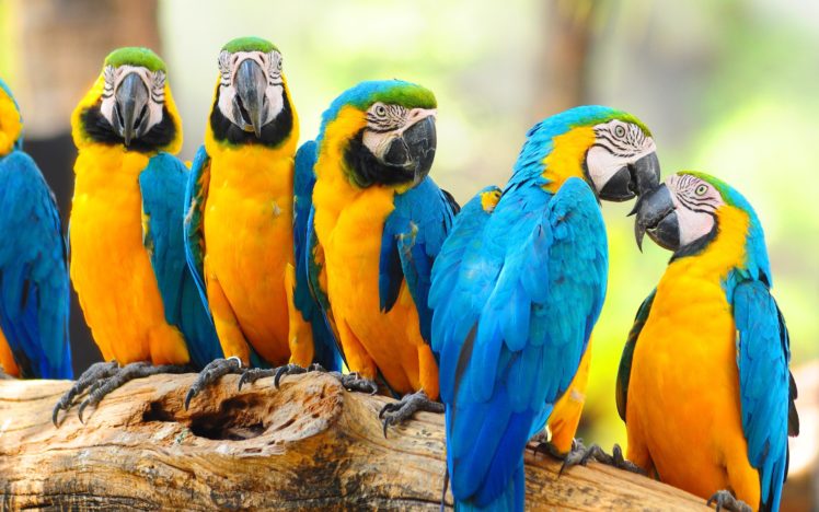 macaw, Parrot, Bird, Tropical,  10 HD Wallpaper Desktop Background