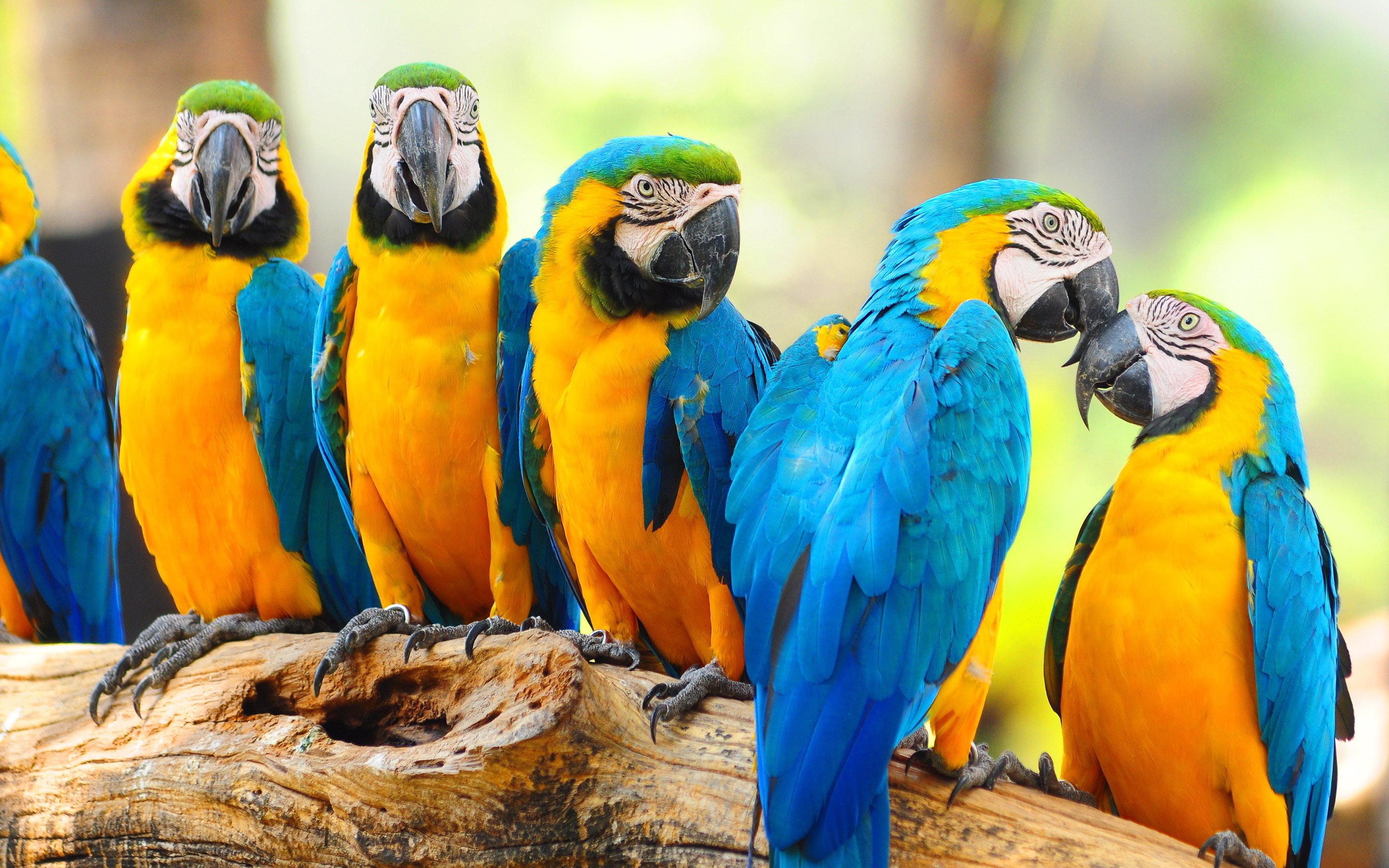 macaw, Parrot, Bird, Tropical,  10 Wallpaper