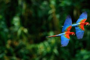 macaw, Parrot, Bird, Tropical,  50