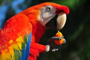 macaw, Parrot, Bird, Tropical,  48
