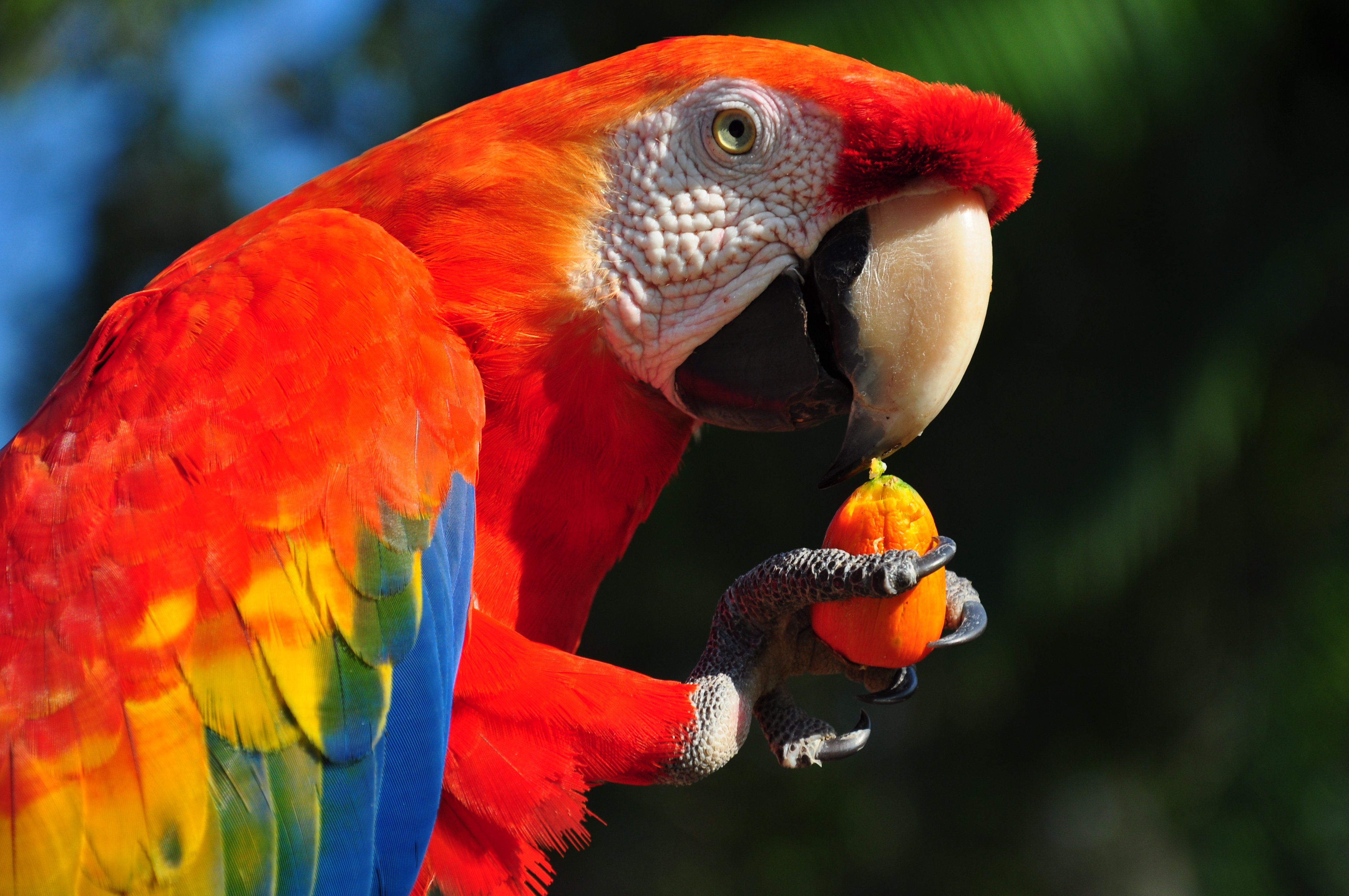 macaw, Parrot, Bird, Tropical,  48 Wallpaper