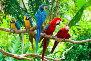 macaw, Parrot, Bird, Tropical,  59