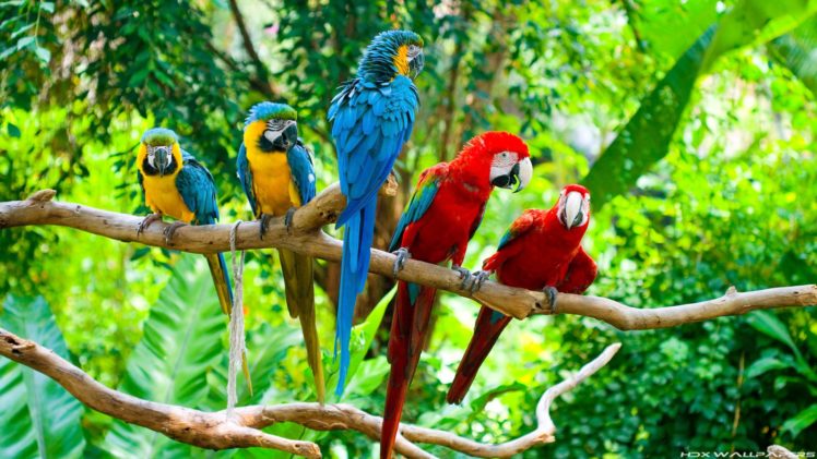 macaw, Parrot, Bird, Tropical,  59 HD Wallpaper Desktop Background