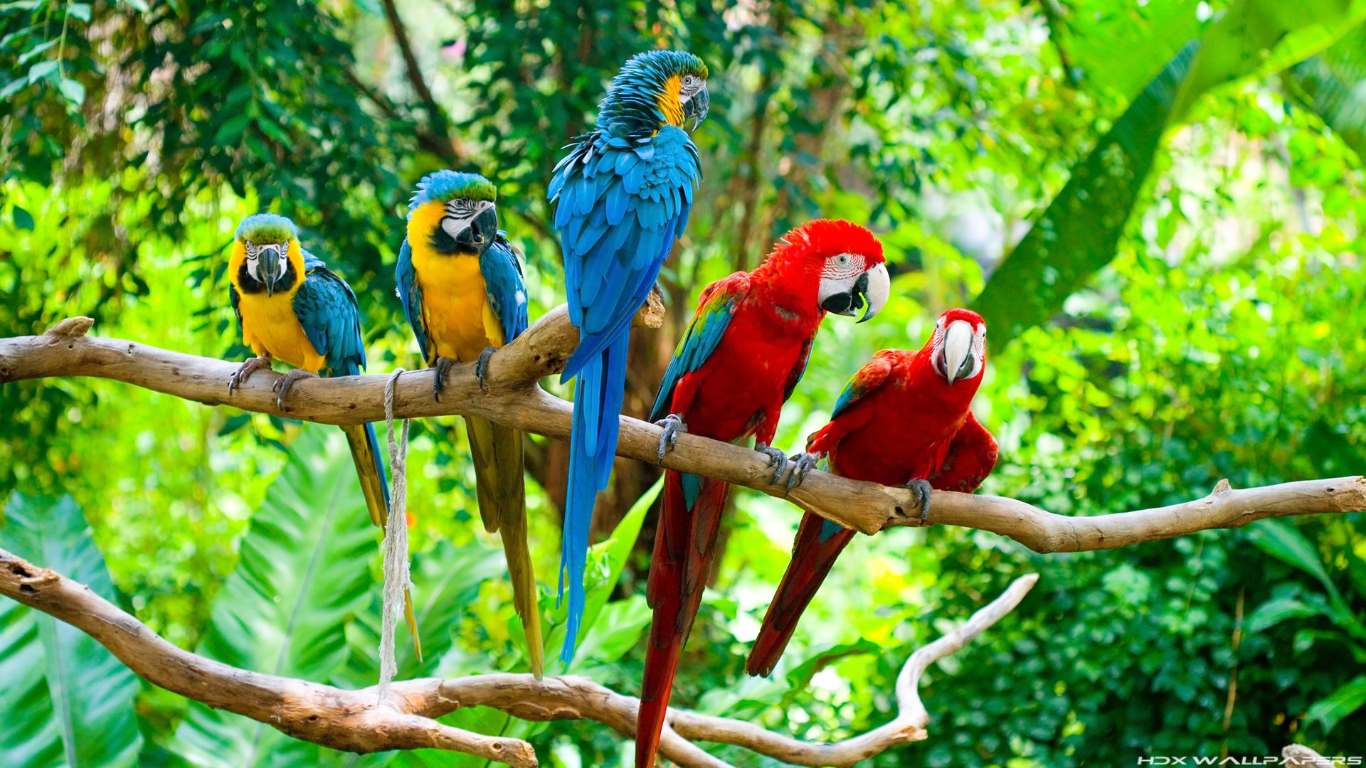 macaw, Parrot, Bird, Tropical,  59 Wallpaper