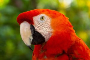 macaw, Parrot, Bird, Tropical,  70
