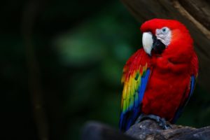 macaw, Parrot, Bird, Tropical,  73