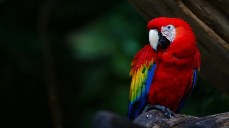 macaw, Parrot, Bird, Tropical,  73 HD Wallpaper Desktop Background