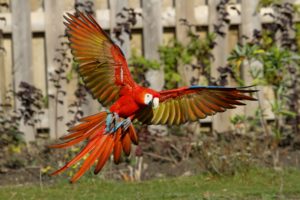 macaw, Parrot, Bird, Tropical,  76