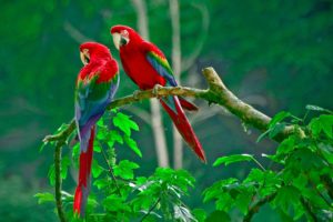 macaw, Parrot, Bird, Tropical,  78