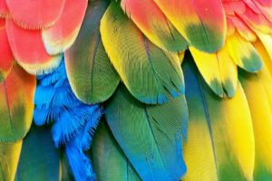 macaw, Parrot, Bird, Tropical,  93