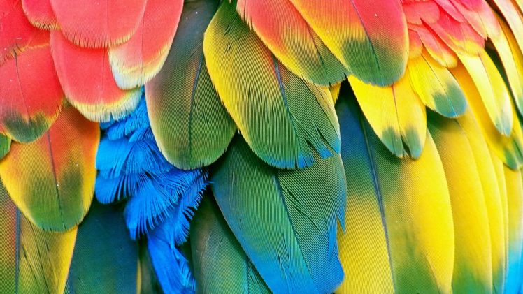 macaw, Parrot, Bird, Tropical,  93 HD Wallpaper Desktop Background