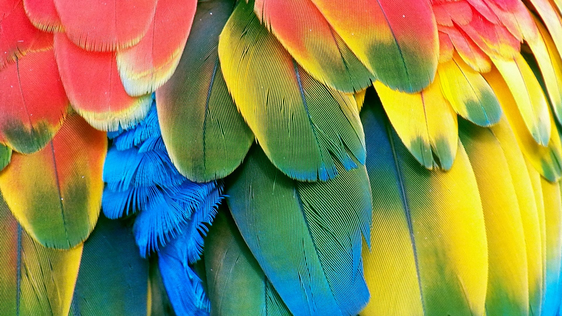 macaw, Parrot, Bird, Tropical,  93 Wallpaper