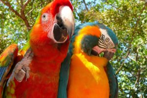macaw, Parrot, Bird, Tropical,  89