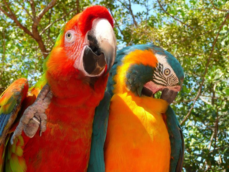 macaw, Parrot, Bird, Tropical,  89 HD Wallpaper Desktop Background
